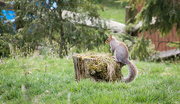 14th Apr 2022 - There's a squirrel in my yard