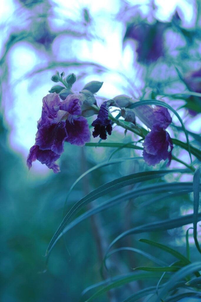 desert willow by blueberry1222