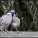 The lovebirds by rosiekind