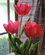 14th Apr 2022 - Tulips in the Window 