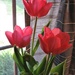 Tulips in the Window  by jo38