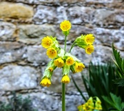14th Apr 2022 - No cows just Cowslips!
