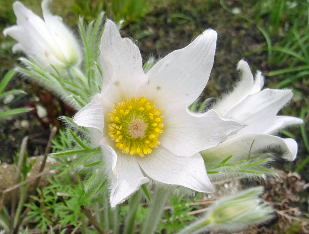 White Pasque Flower by marianj