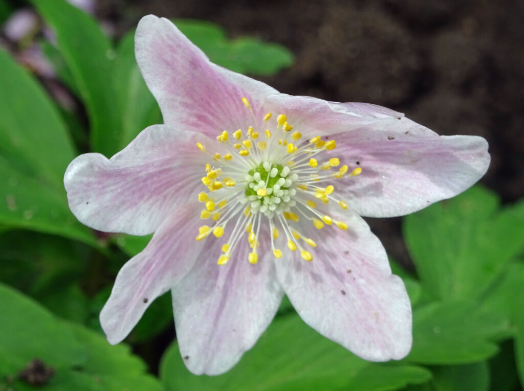Pale pink wood anemone by marianj