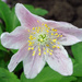 Pale pink wood anemone by marianj