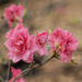 Azalea Blooms 4 by k9photo