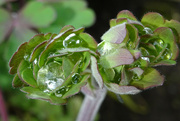 13th Apr 2022 - Raindrops in the top of a euphorbia 