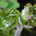 Raindrops in the top of a euphorbia  by marianj