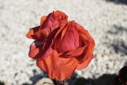 14th Apr 2022 - ‘Rose delight’