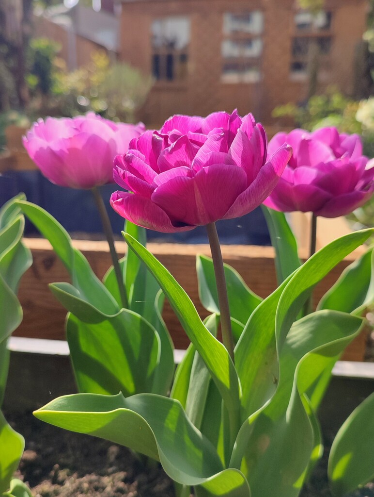 Tulips  by boxplayer