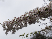 14th Apr 2022 - Tree Blossom