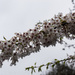 Tree Blossom by pcoulson