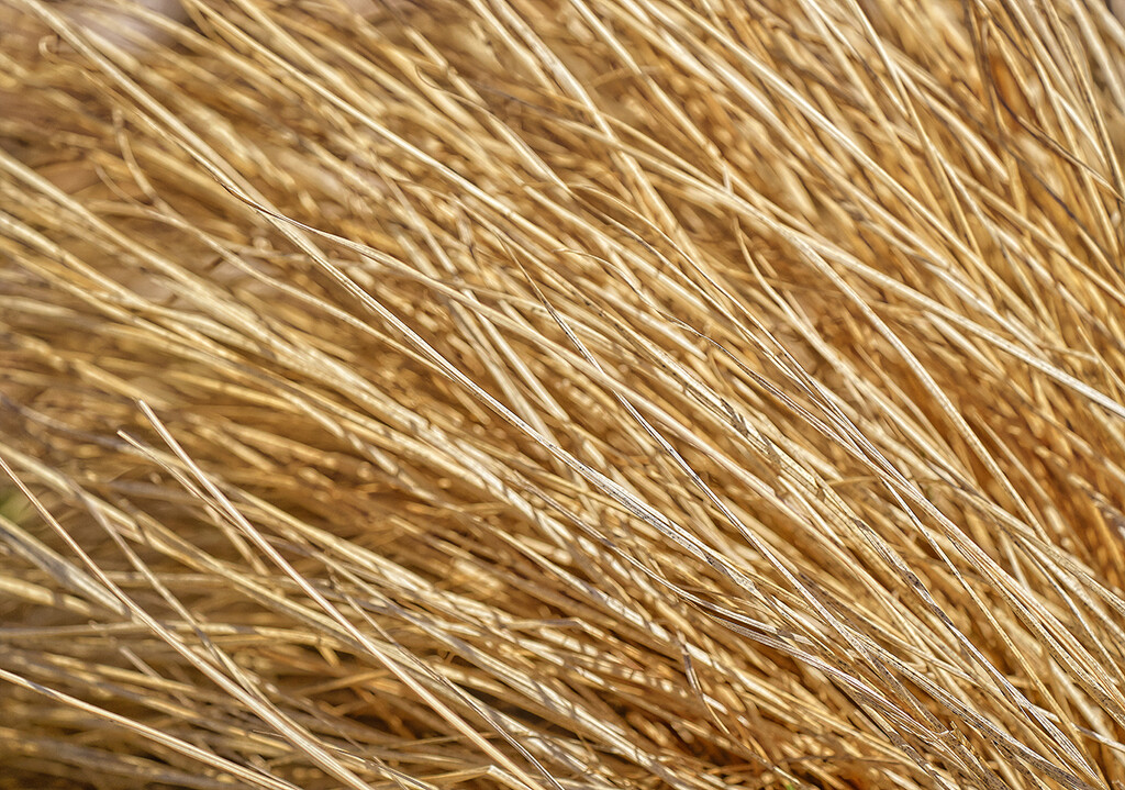 Dried Grass Texture by gardencat