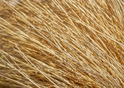 14th Apr 2022 - Dried Grass Texture