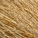 Dried Grass Texture