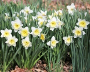 5th Apr 2022 - April 5: Daffodils