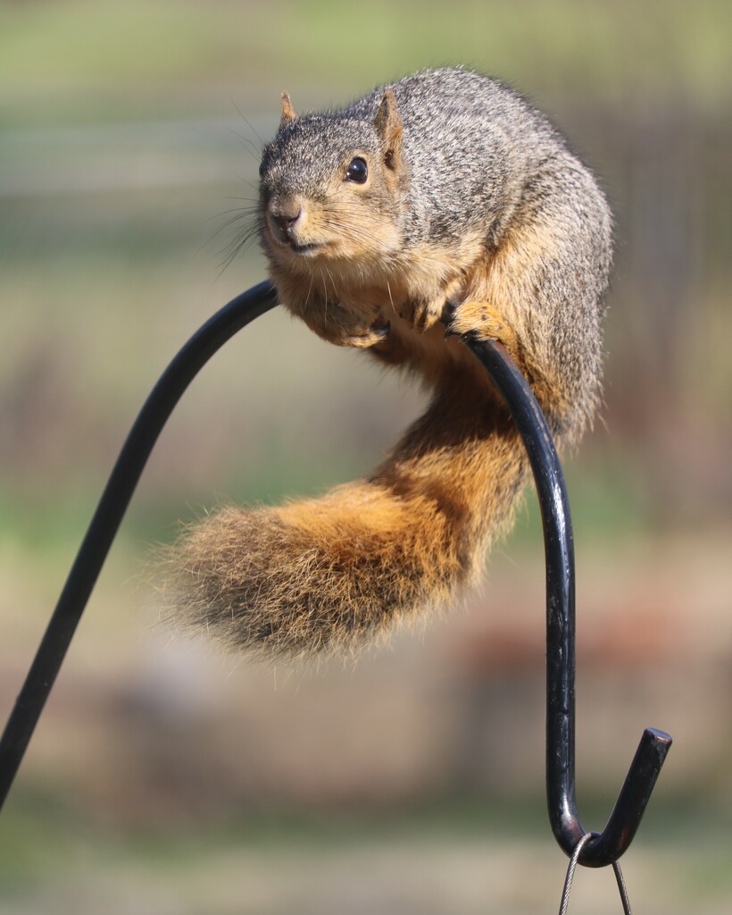 April 6: Crazy Squirrel by daisymiller