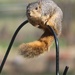 April 6: Crazy Squirrel by daisymiller