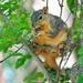 104-365squirrel by slaabs