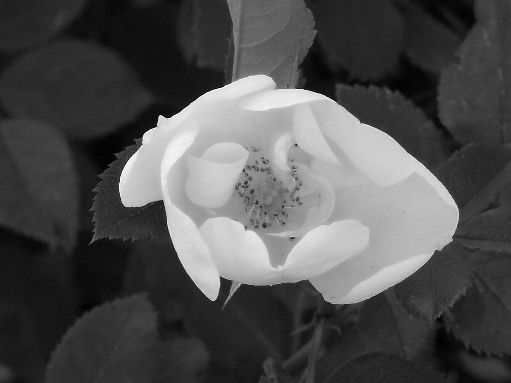 Simple rose... by marlboromaam