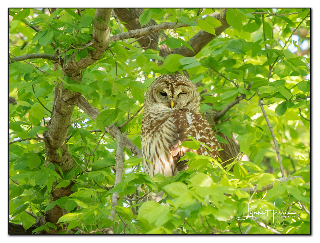 Papa Owl by lynne5477