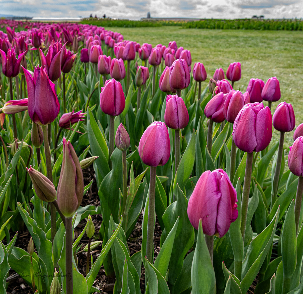 Tulip Rows by theredcamera