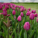 Tulip Rows by theredcamera