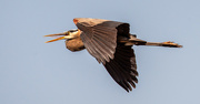 14th Apr 2022 - Blue Heron Fly-by!