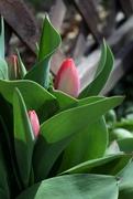 14th Apr 2022 - Shy tulips