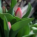 Shy tulips by sandlily