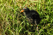 15th Apr 2022 - Bird: Swamp hen chick