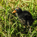 Bird: Swamp hen chick by jeneurell