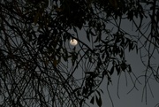 13th Apr 2022 - Tree and Moon
