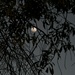 Tree and Moon by metzpah