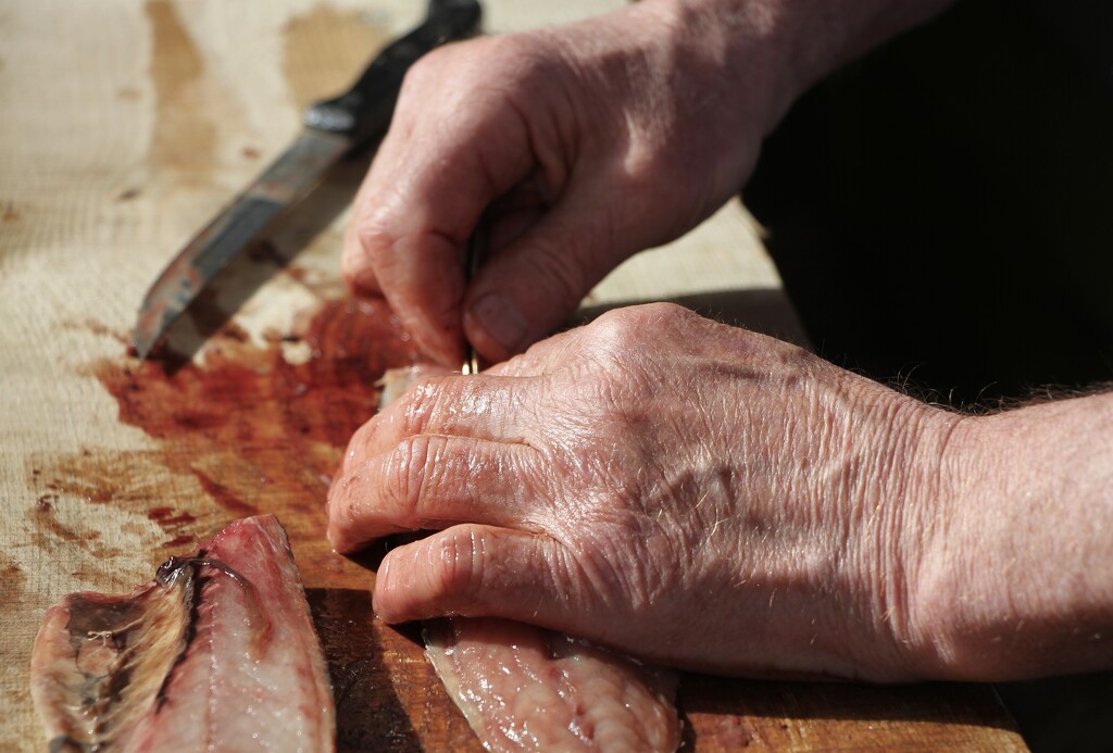 Gutting and Filleting the Mackerel by jamibann