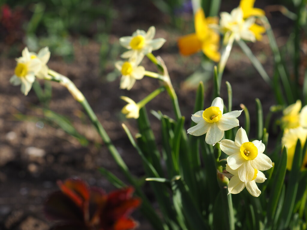 Micro-daffodils by monikozi