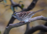 14th Apr 2022 - White-throated sparrow