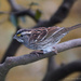 White-throated sparrow by mccarth1