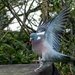 Just a pigeon by stevejacob