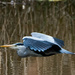 Low flying heron by stevejacob