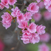 Azalea Blooms 2 by k9photo