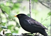 15th Apr 2022 - Wood Lane blackbird