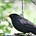 Wood Lane blackbird by rosiekind