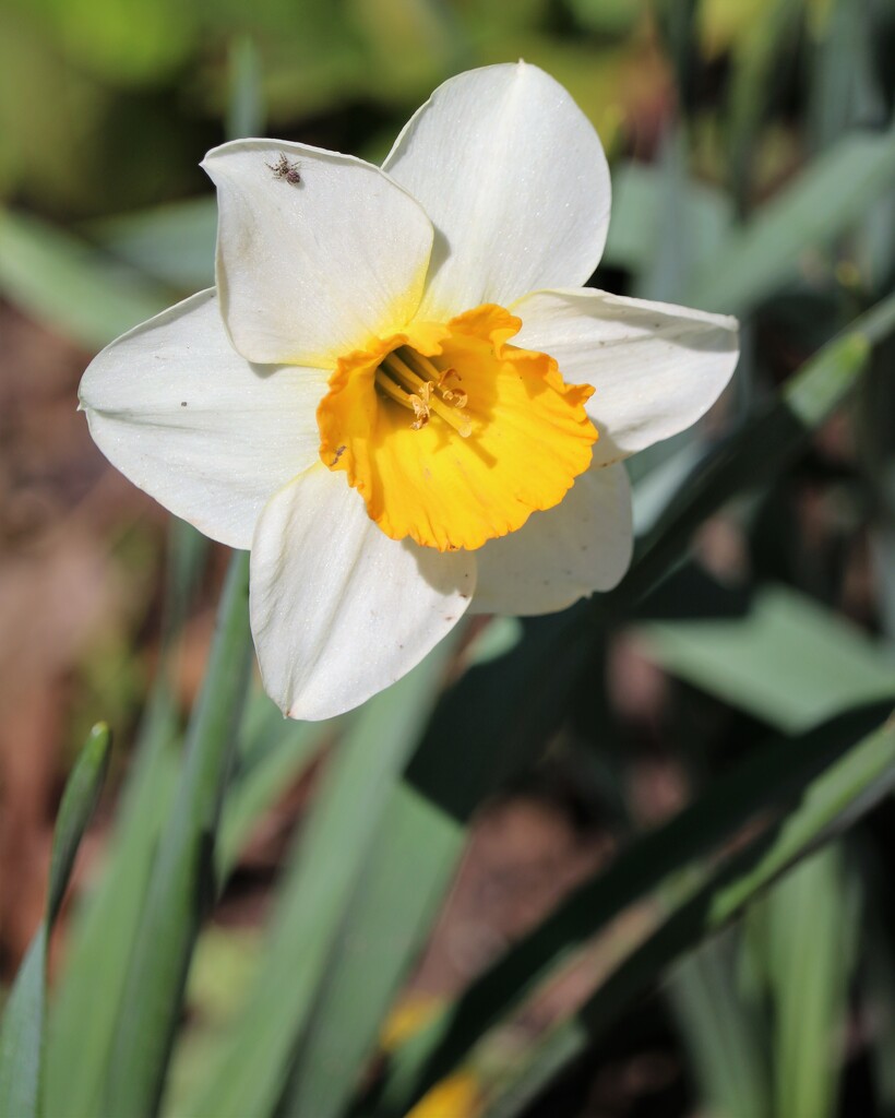 April 15: Daffodil Surprise by daisymiller
