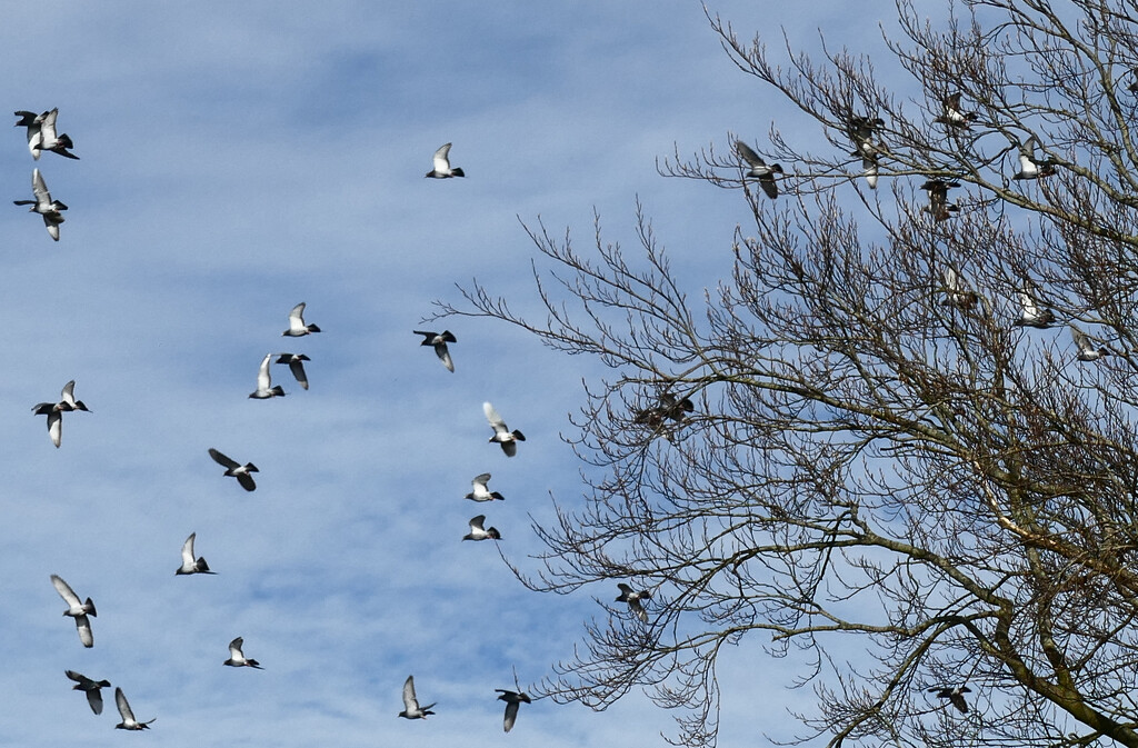 birds in the sky by marijbar