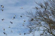 14th Apr 2022 - birds in the sky