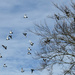 birds in the sky by marijbar