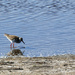 red-legged bird in the water by marijbar
