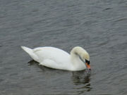 15th Apr 2022 - A lone swan on Rishton Reservoir.