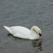 A lone swan on Rishton Reservoir. by grace55